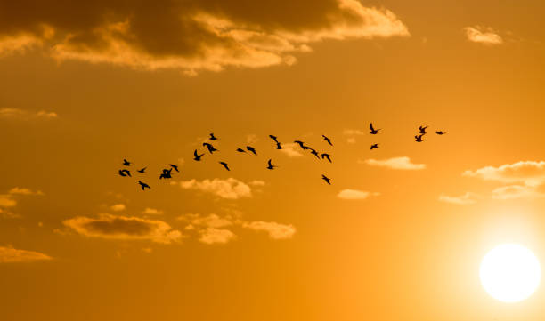 istock a flock of birds at dawn, the sun 827666958