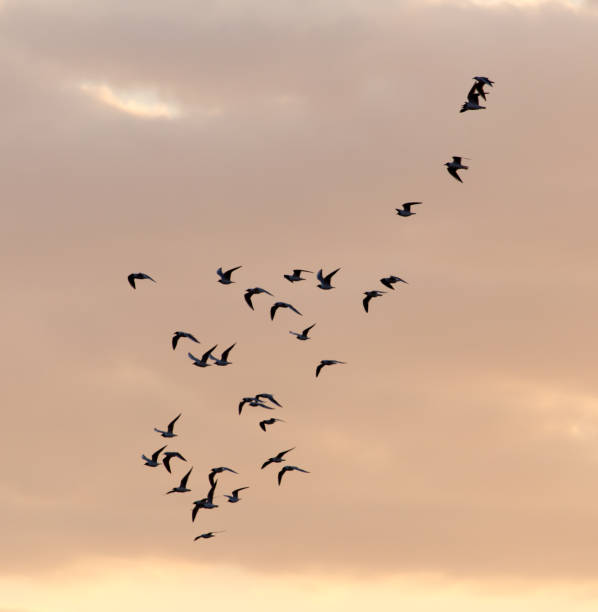 istock a flock of birds at dawn, the sun 827667150