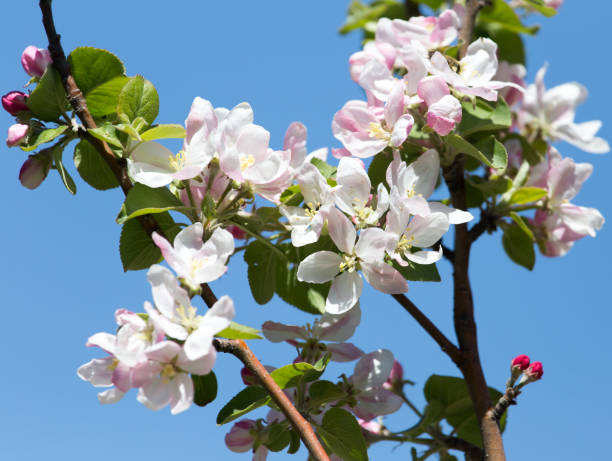 istock beautiful flowers on the branches of apple trees 827671660