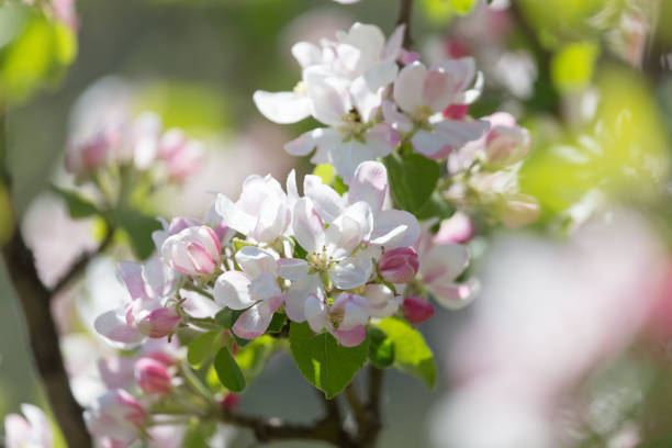 istock beautiful flowers on the branches of apple trees 827677010