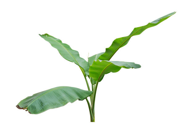 istock Banana leaf isolated on white background 827677042