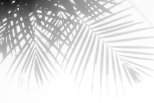 shadows palm leaves