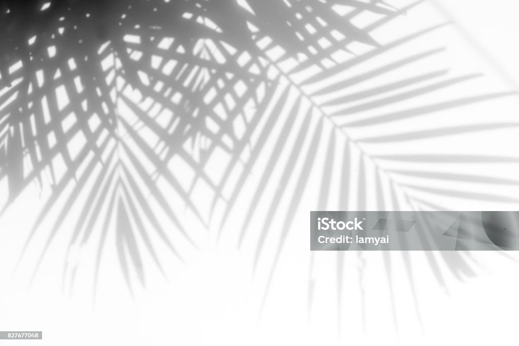 shadows palm leaves abstract background of shadows palm leaf on a white wall. White and Black Shadow Stock Photo