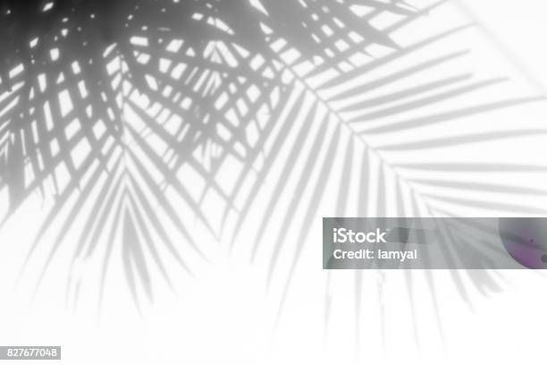 Shadows Palm Leaves Stock Photo - Download Image Now - Shadow, Palm Tree, Backgrounds