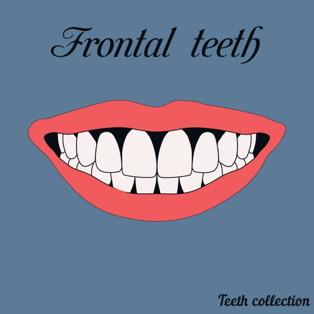 Teethe Front View 60+ Teething Chart Stock Photos, Pictures & Royalty-Free Images - iStock
