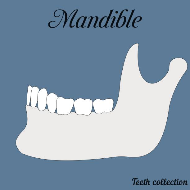 mandible mandible - bite, closure of teeth - incisor, canine, premolar, molar upper and lower jaw. Vector illustration for print or design of the dental clinic animal jaw bone stock illustrations