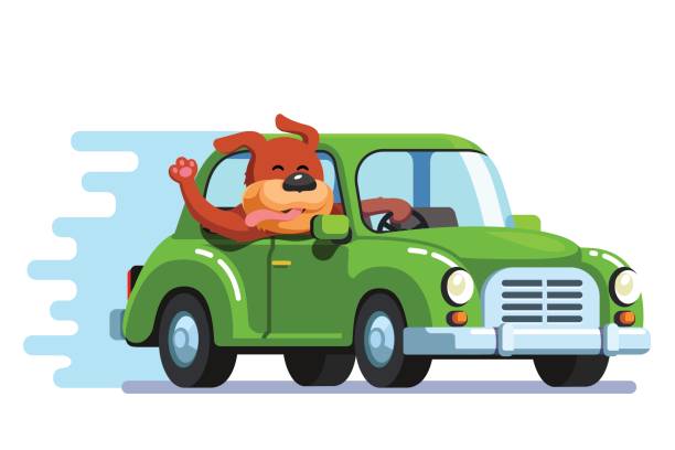 illustrazioni stock, clip art, cartoni animati e icone di tendenza di cane felice in sella a un'autovettura retrò che si diverte - dog car