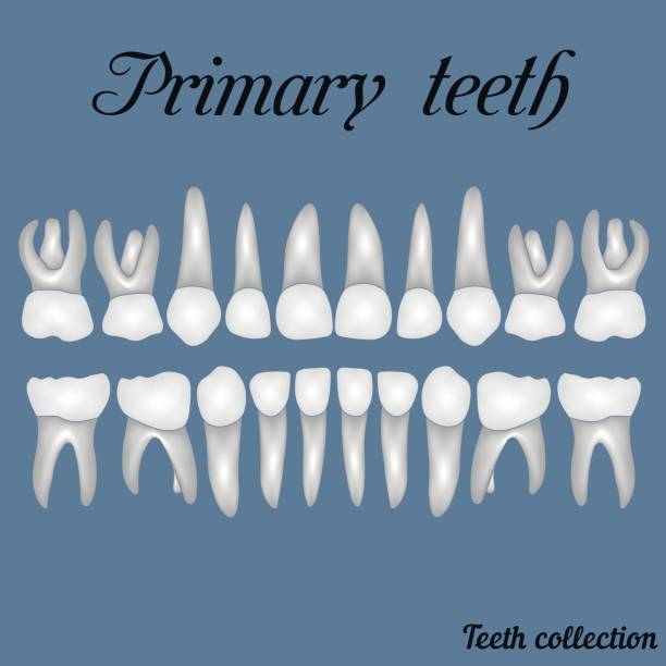 ilustraciones, imágenes clip art, dibujos animados e iconos de stock de dientes primarios - dented
