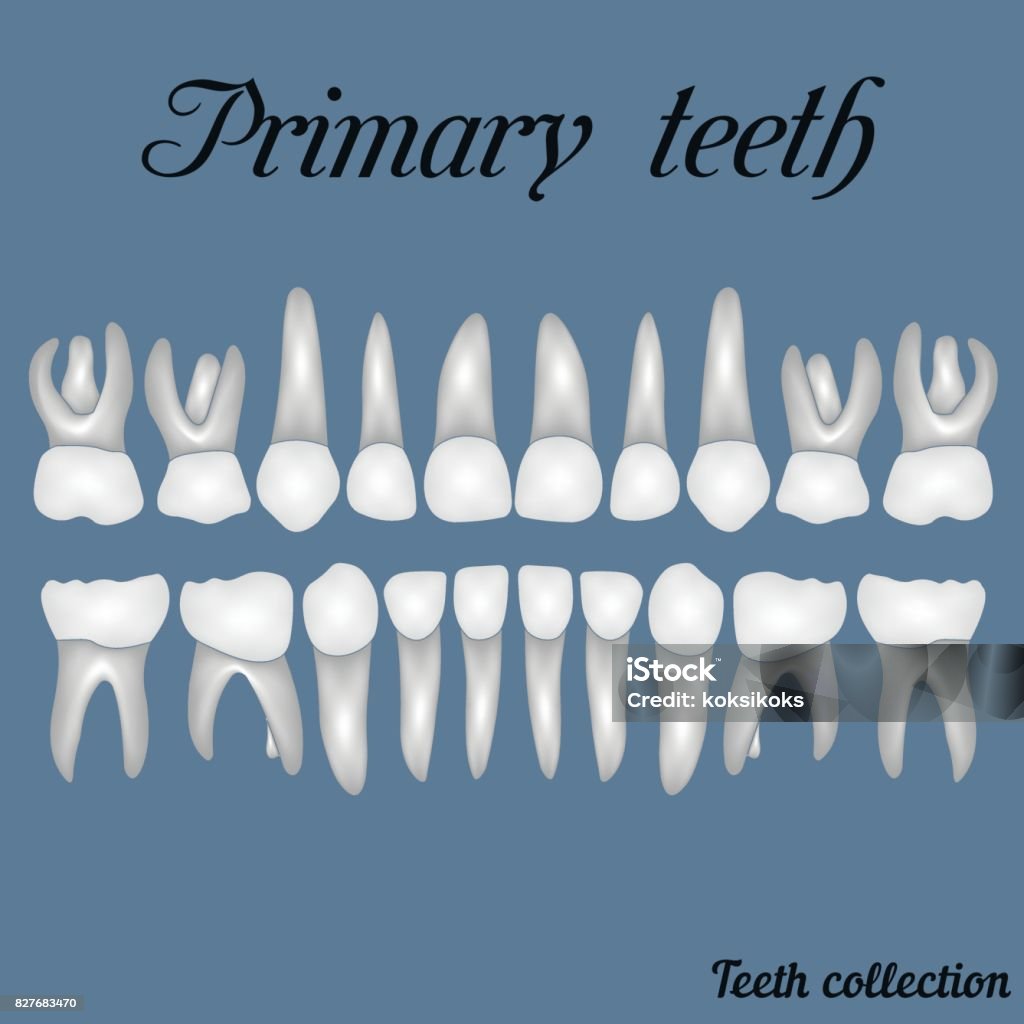 Primary Teeth Example Primary Teeth Stock Illustration - Download Image Now - Primary Teeth ...