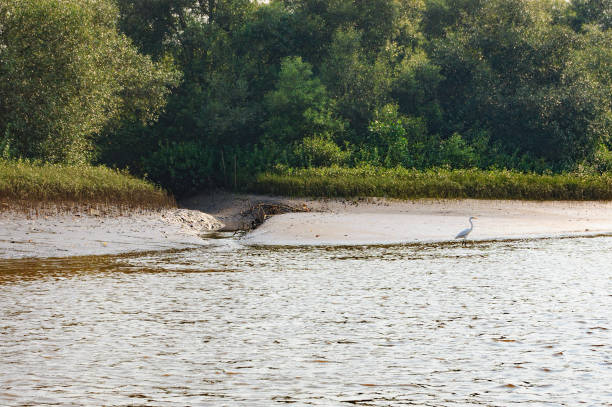 istock The great white egret is in its natural habitat 827683820
