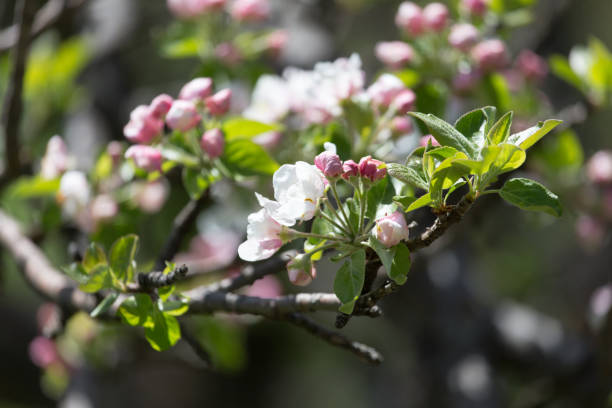 istock beautiful flowers on the branches of apple trees 827684176
