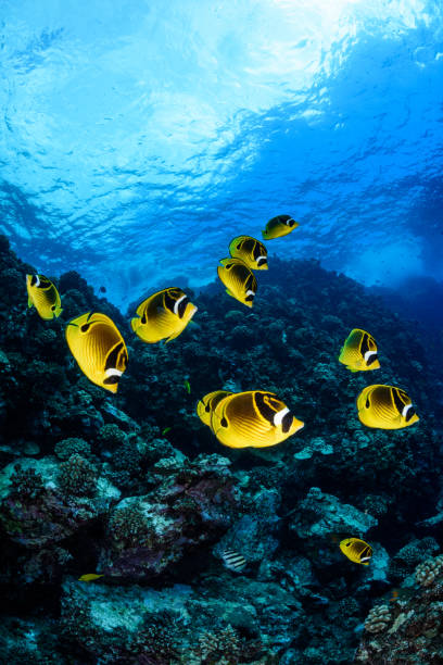 raccoon butterflyfish - lanai imagens e fotografias de stock