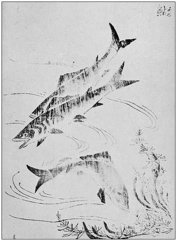 Antique Japanese Illustration: Fish by Hakushu