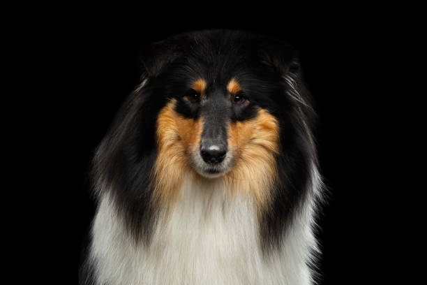 istock Shetland Sheepdog Dog on Black Background 827691172