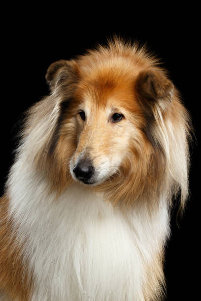 istock Shetland Sheepdog Dog on Black Background 827691222