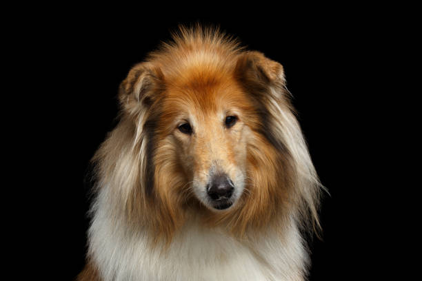 istock Shetland Sheepdog Dog on Black Background 827691306