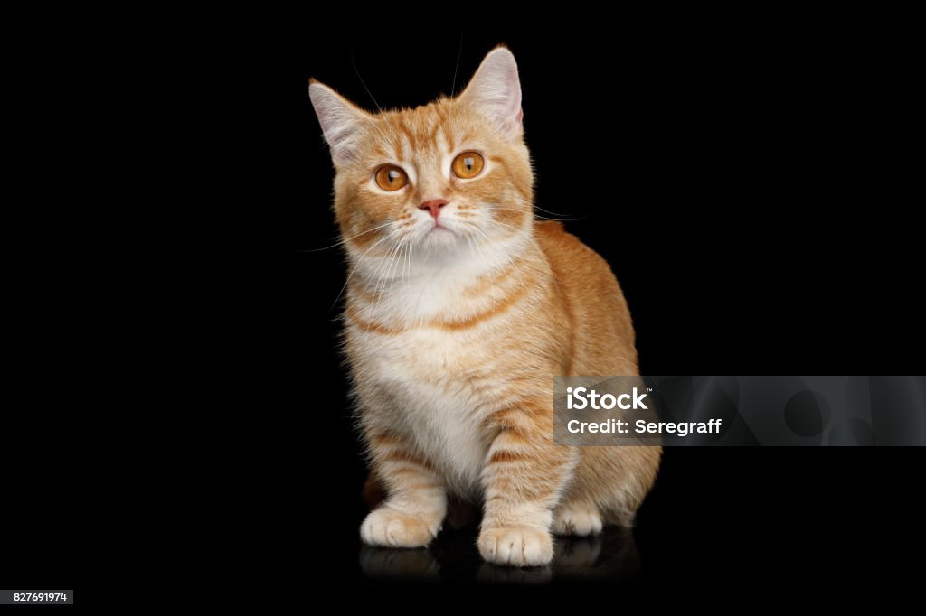 Munchkin katt på svart bakgrund - Royaltyfri Munchkin Bildbanksbilder