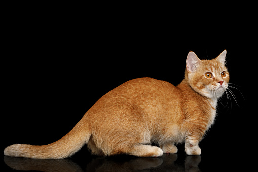 Red Munchkin Cat Standing on Isolated Black background, side view