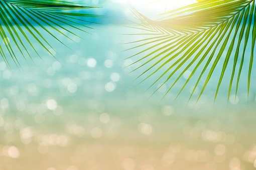 Palm leaf on blurred beach natural bokeh of tropical sea water with sun light background