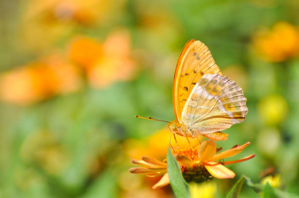 Butterfly collecting nectar on flowers in the garden.