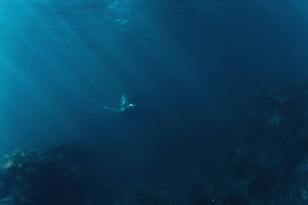 istock Freediver swimming among seaweed. 827698474