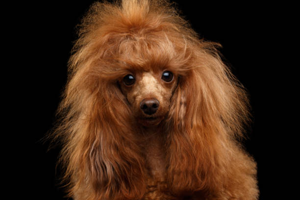 istock Red Toy Poodle Dog on Isolated Black Background 827698610