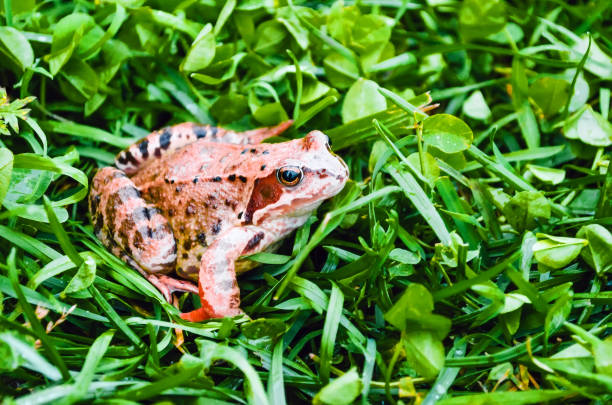 istock Brown frog, a toad in wet grass in a meadow bog 827698752