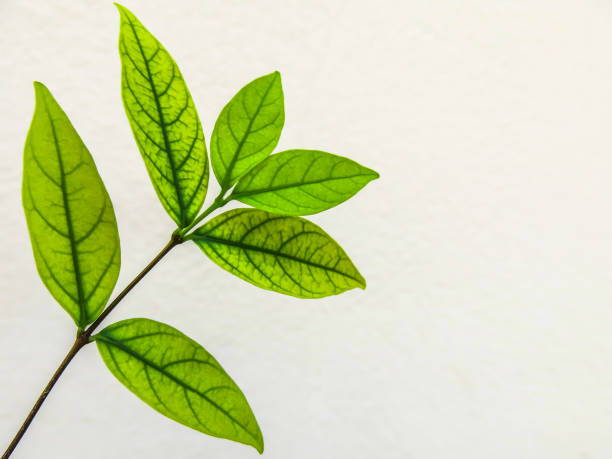 istock Leaves light green against the white wall. 827699718