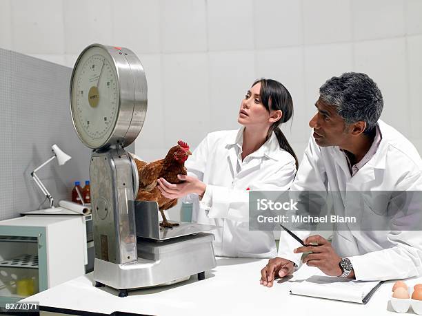 Scientists Weighing Chicken In Laboratory Stock Photo - Download Image Now - Chicken - Bird, Laboratory, Weight Scale