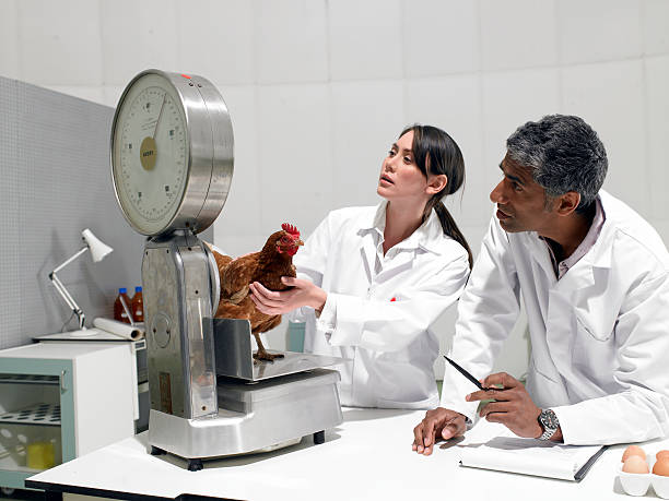 os cientistas em laboratório com frango - 4622 imagens e fotografias de stock