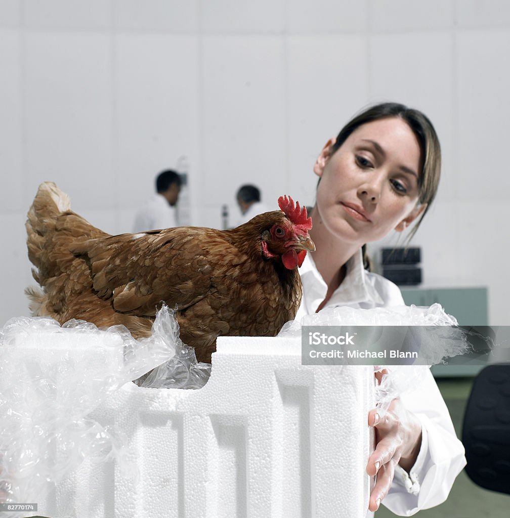Wissenschaftler im Labor prüft Huhn - Lizenzfrei Huhn - Geflügel Stock-Foto