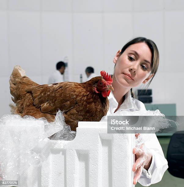 Wissenschaftler Im Labor Prüft Huhn Stockfoto und mehr Bilder von Huhn - Geflügel - Huhn - Geflügel, Labor, Forschung