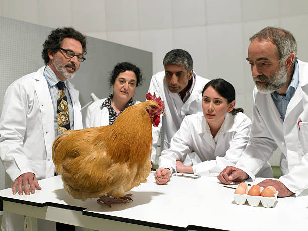 groupe de scientifiques dans un laboratoire de poulet - animal egg eggs food white photos et images de collection