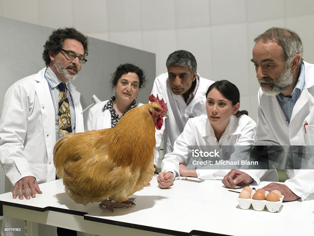 Group of scientists examine chicken in laboratory  Scientist Stock Photo