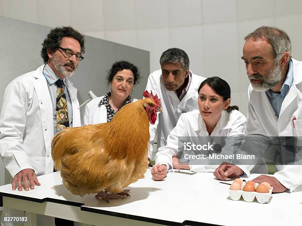 Group Of Scientists Examine Chicken In Laboratory Stock Photo - Download Image Now - Scientist, Laboratory, Chicken - Bird