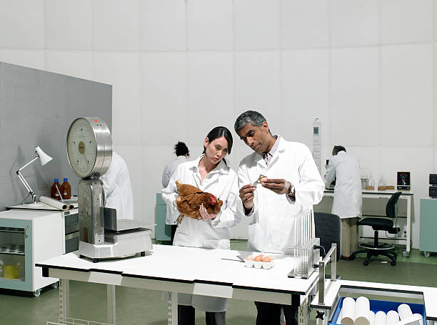 os cientistas em laboratório com frango - investigação genética - fotografias e filmes do acervo