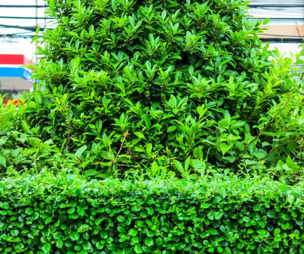 istock Green leaves on the roadside 827702236