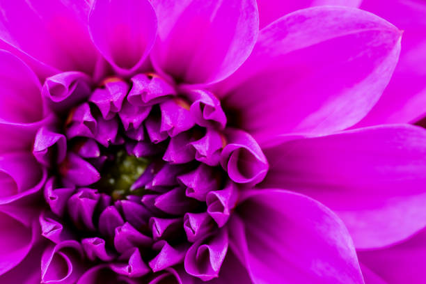 istock extreme macro shot of a flower 827705814