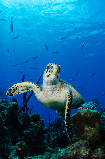 A small green turtle pays little attention to me as it seeks out colorful sponges for a snack. Grand Cayman.