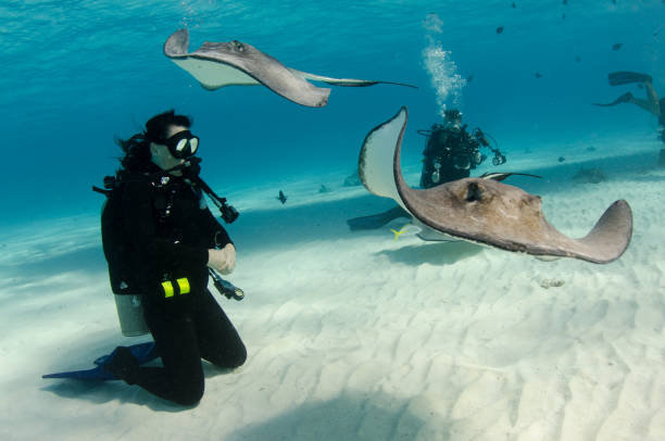 istock Scuba Diver and Southern Stingrays 827706158