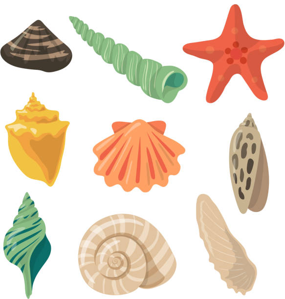 여름 열 대 개체입니다. 만화 스타일에서 바다 조개입니다. 벡터 그림 세트 - shell stock illustrations