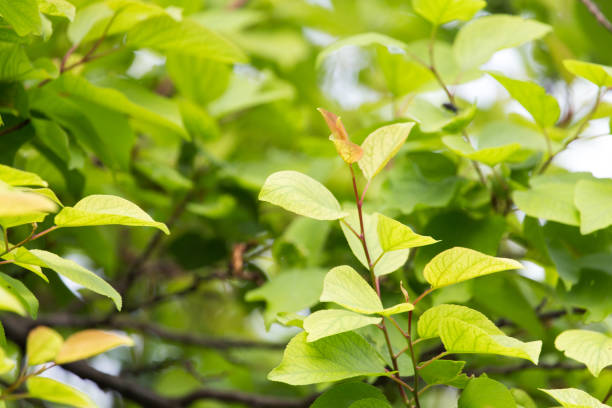 istock beautiful leaves on the tree in nature 827710044