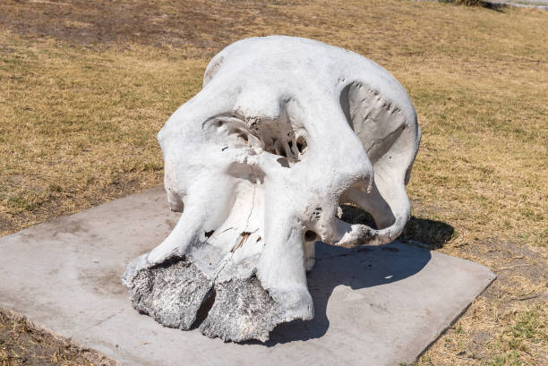 istock Skull of an african elephant 827710222