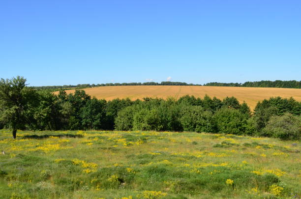 istock View of the field from the train. 827710540
