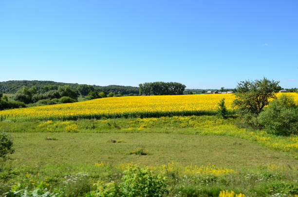 istock View of the field from the train. 827710576