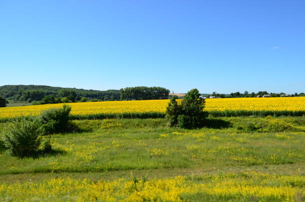 istock View of the field from the train. 827710582