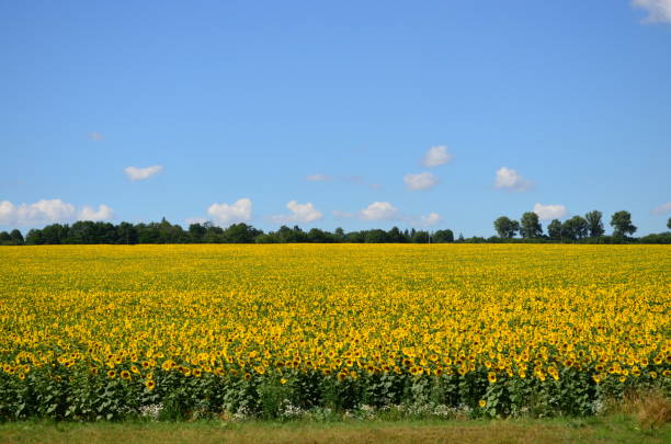 istock View of the field from the train. 827710628