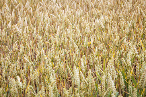 Wheat field. Ears of wheat close up. Background of ripening ears of meadow wheat field. Rich harvest concept.