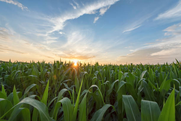 istock Green cornfield early morning light at sunrise 827711200
