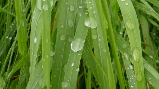 istock Drops on the Row after the rain 001 827711554